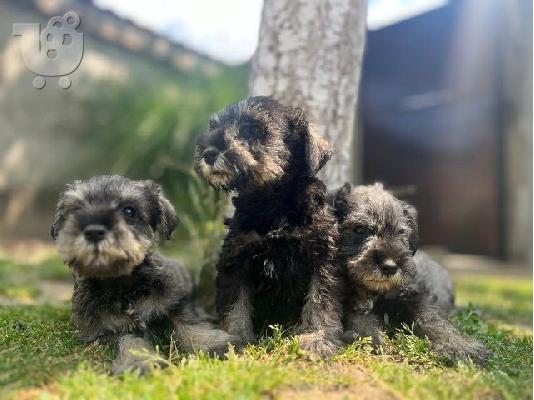 Μινιατούρα Schnauzer